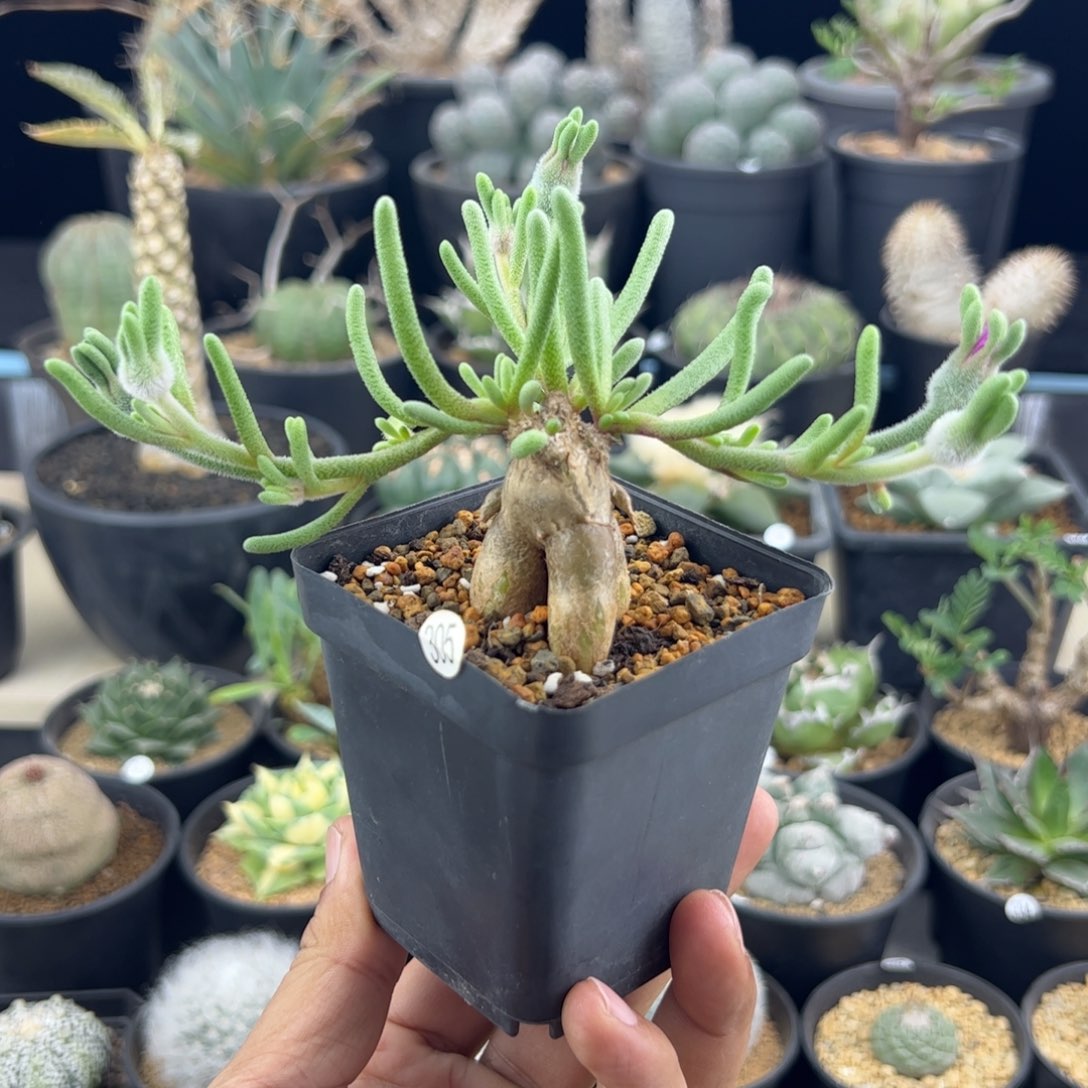 淡青霜紫花一物一拍