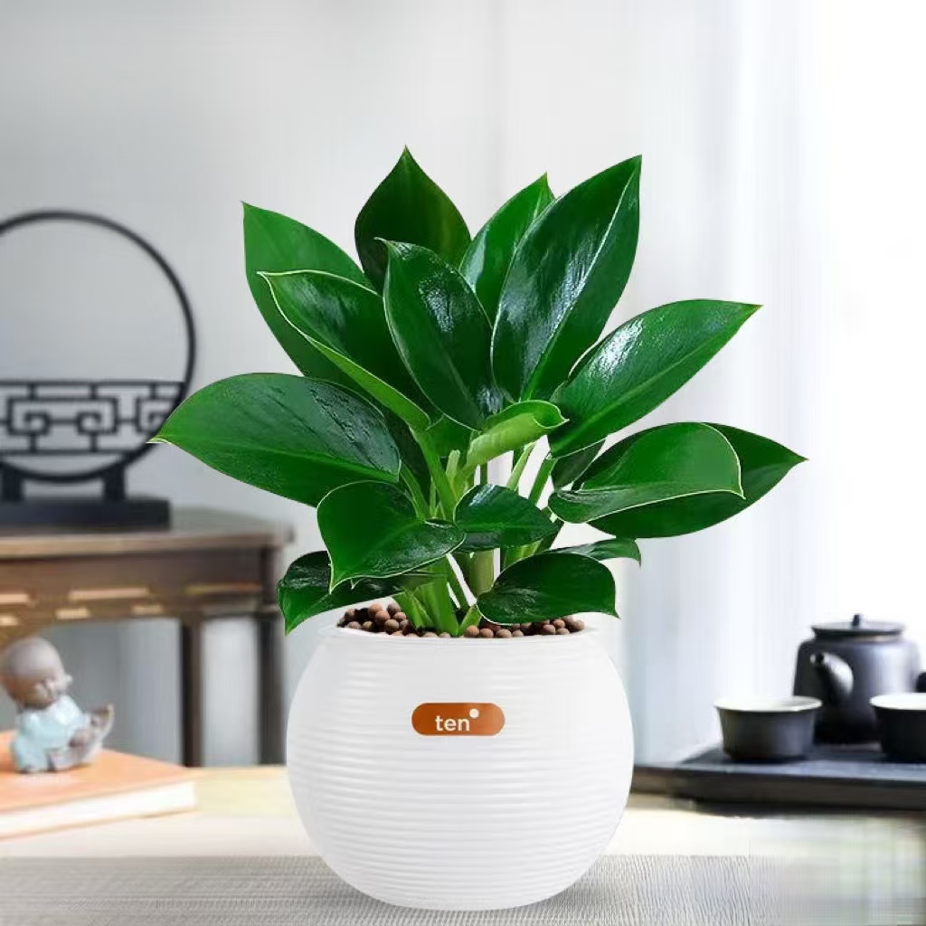 【 吸甲醛植物】金钻绿公主盆栽绿植室内客厅净化空气四季好养