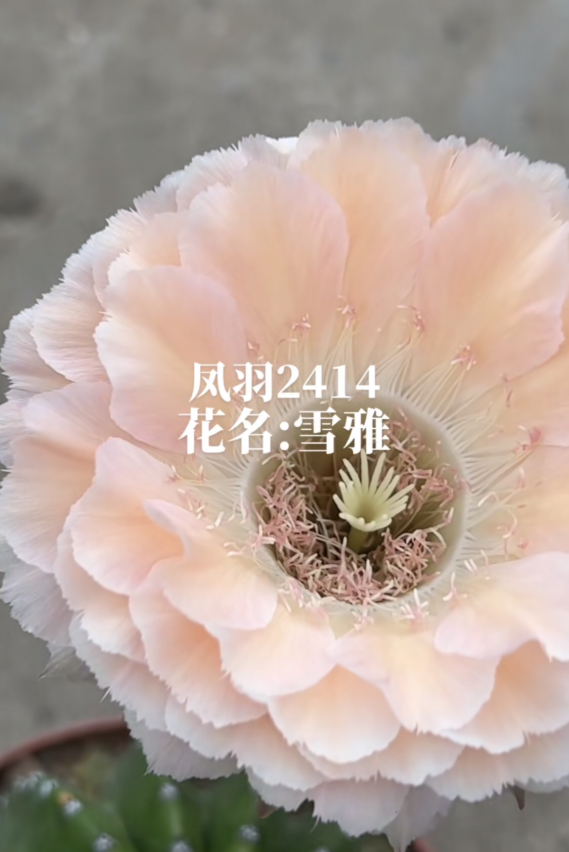 凤羽2414三代无根侧牙3～4公分