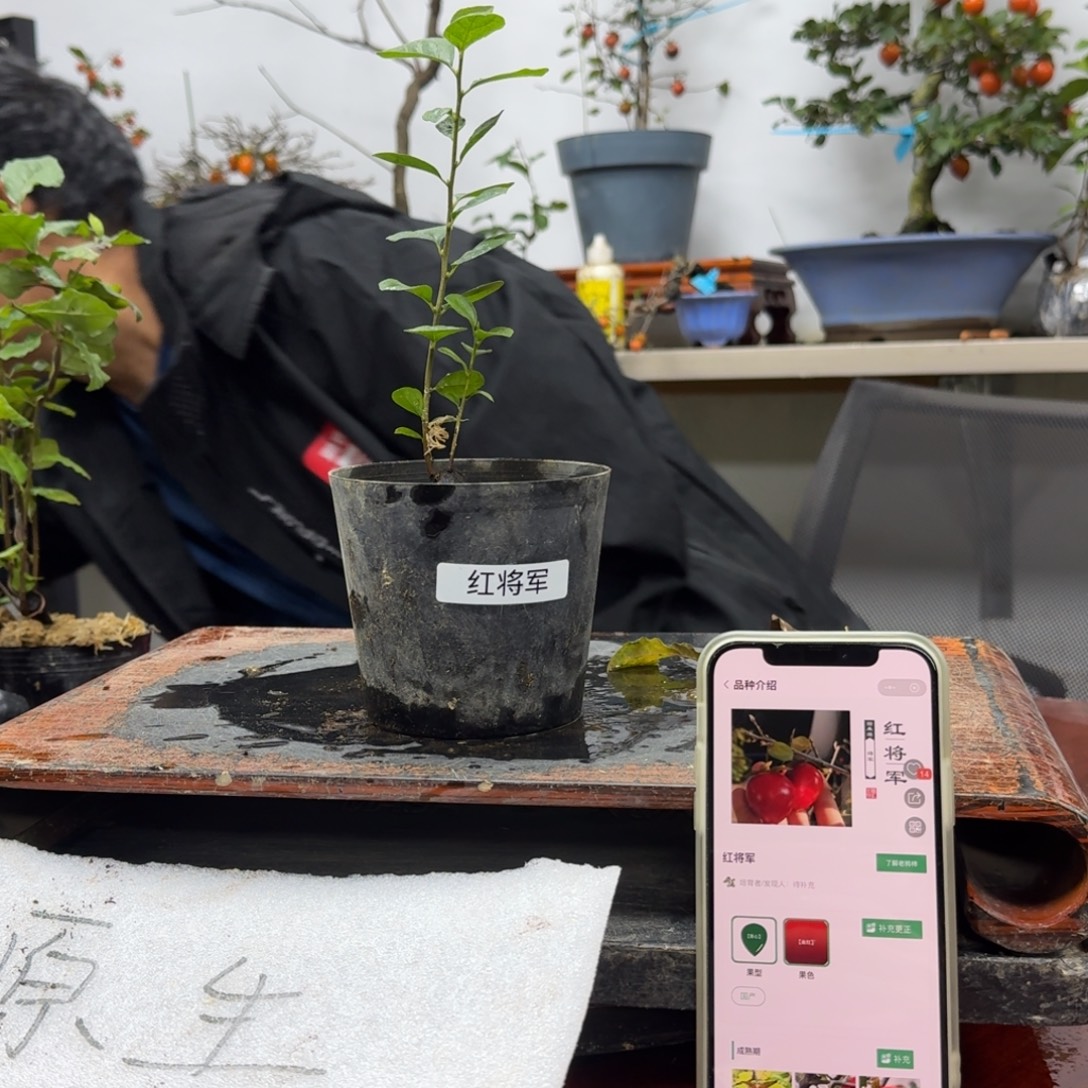 杭***网无花朵275顺丰到付不包邮