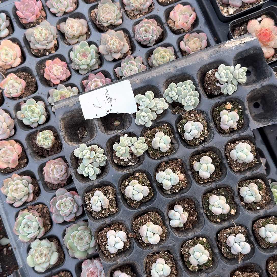 小厨一物一拍专拍