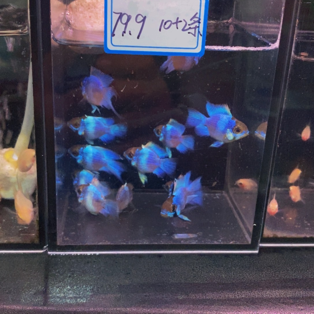 >***贺短鲷鱼蓝波子练手10+2