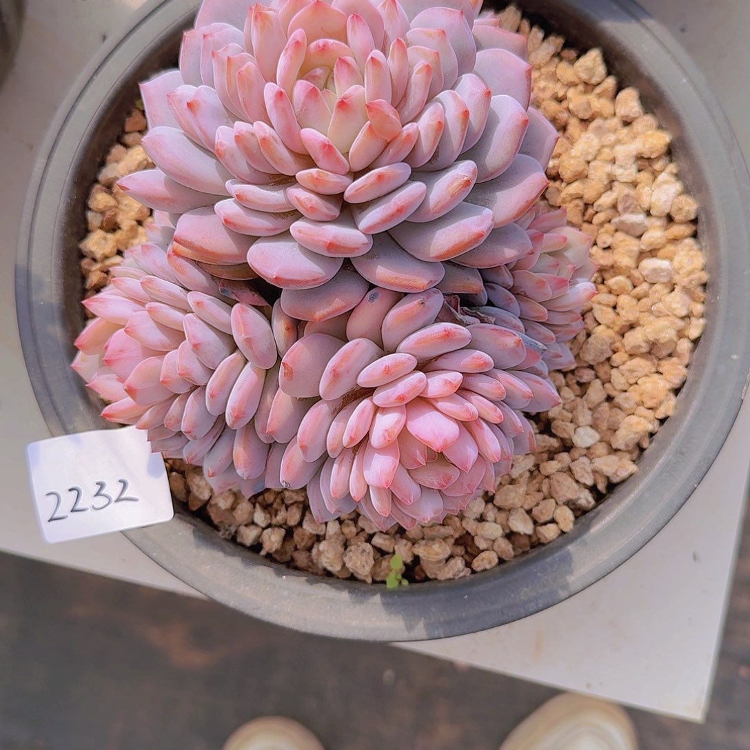 2232星星橙多肉植物