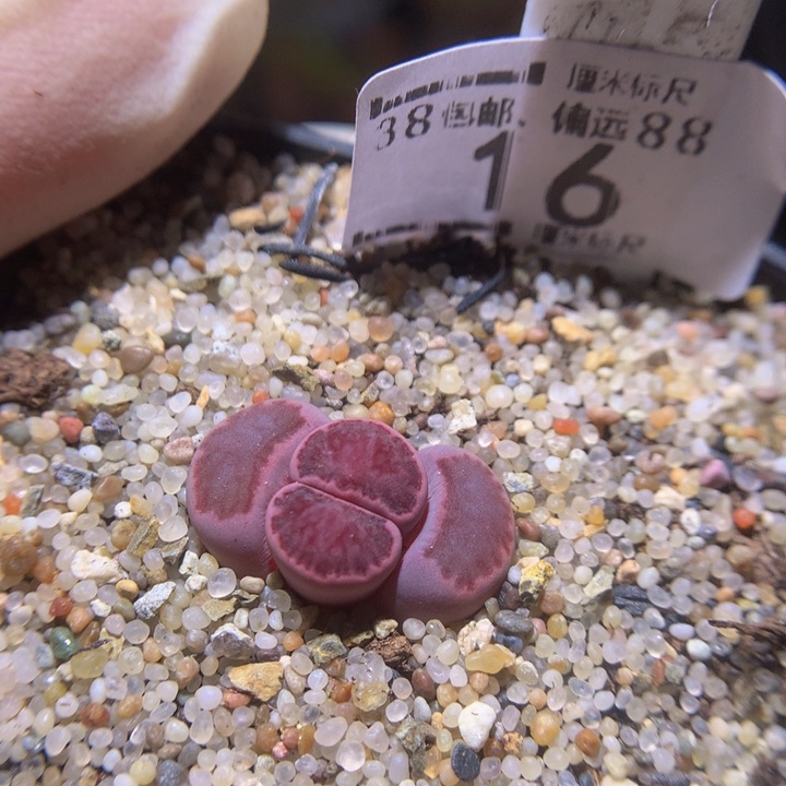 Zzz 精品生石花16