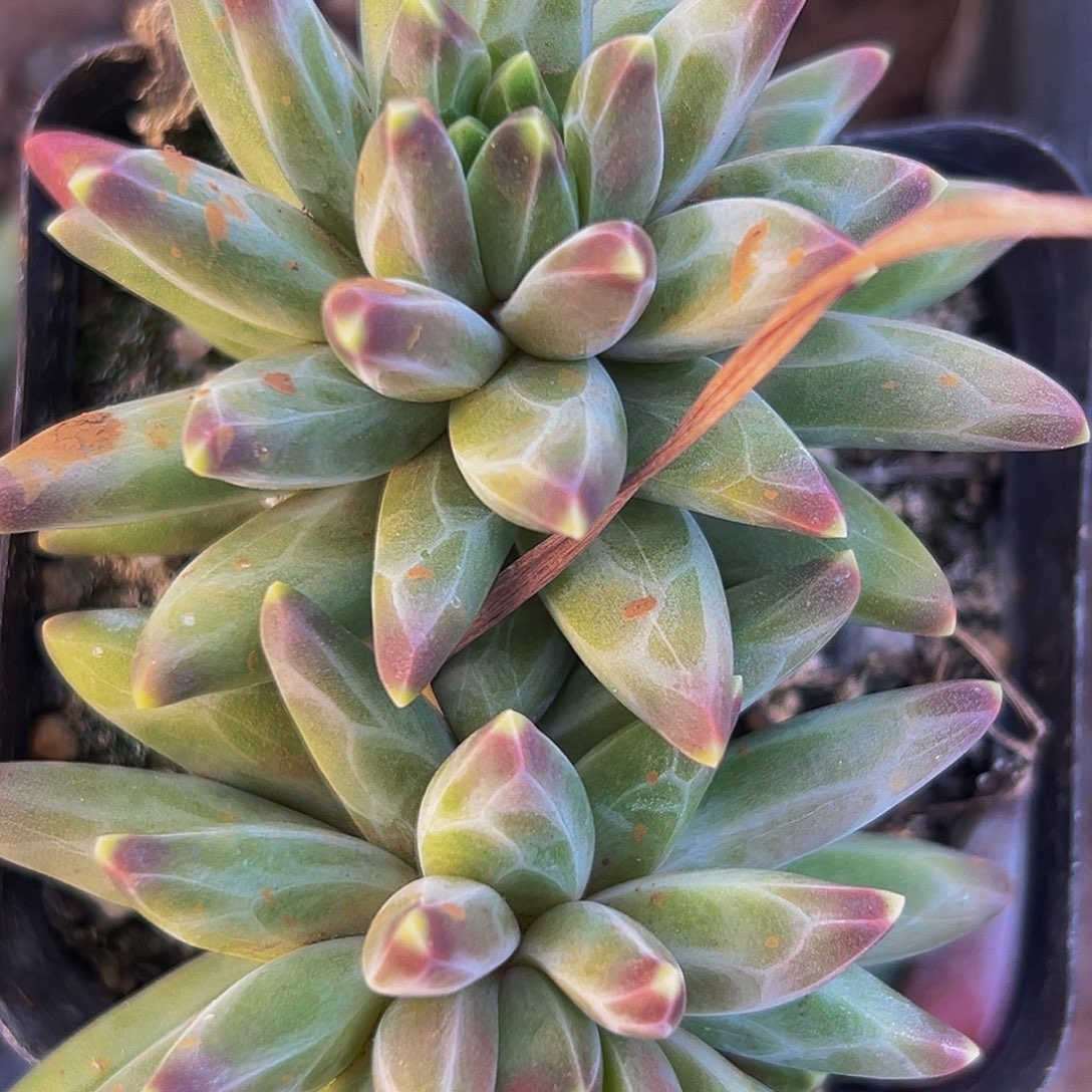 桔云多肉美人精品系列