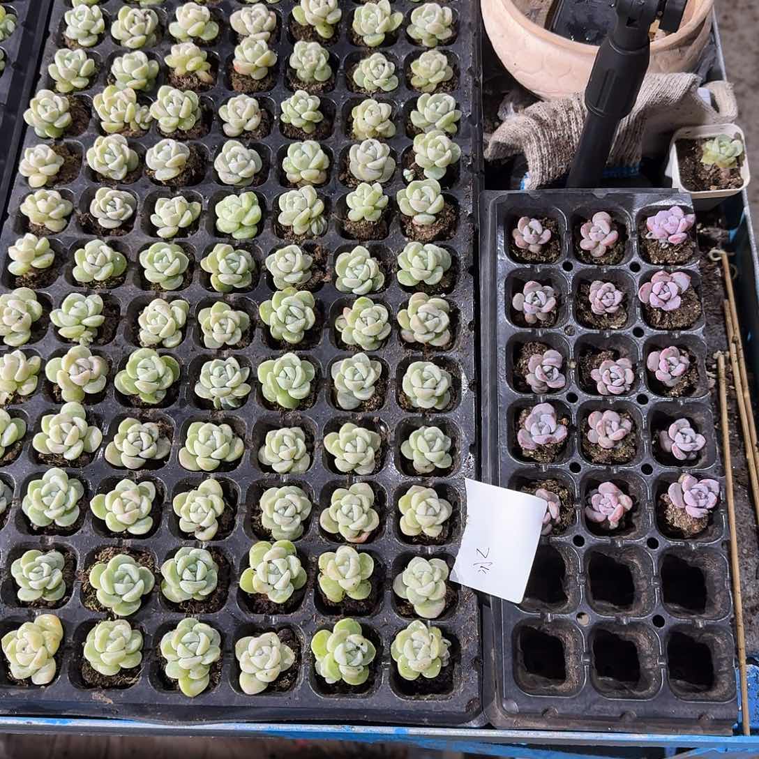 冰一物一拍专拍链接