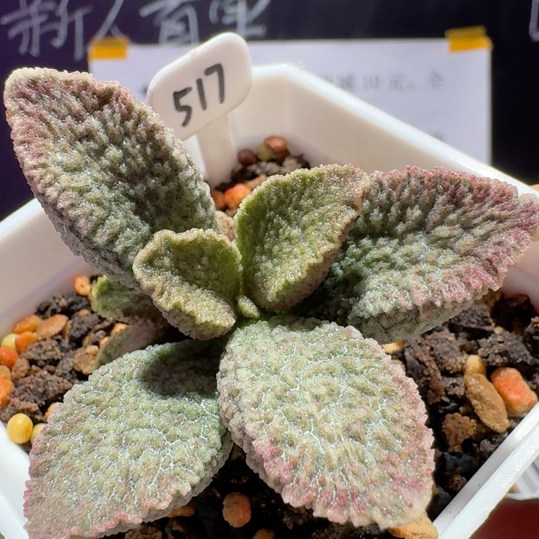 实生新品水泡出叶子，带盆发货满68包邮