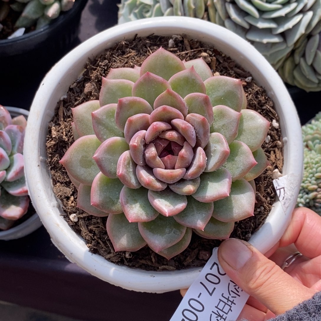 两单包邮1207-4溏心