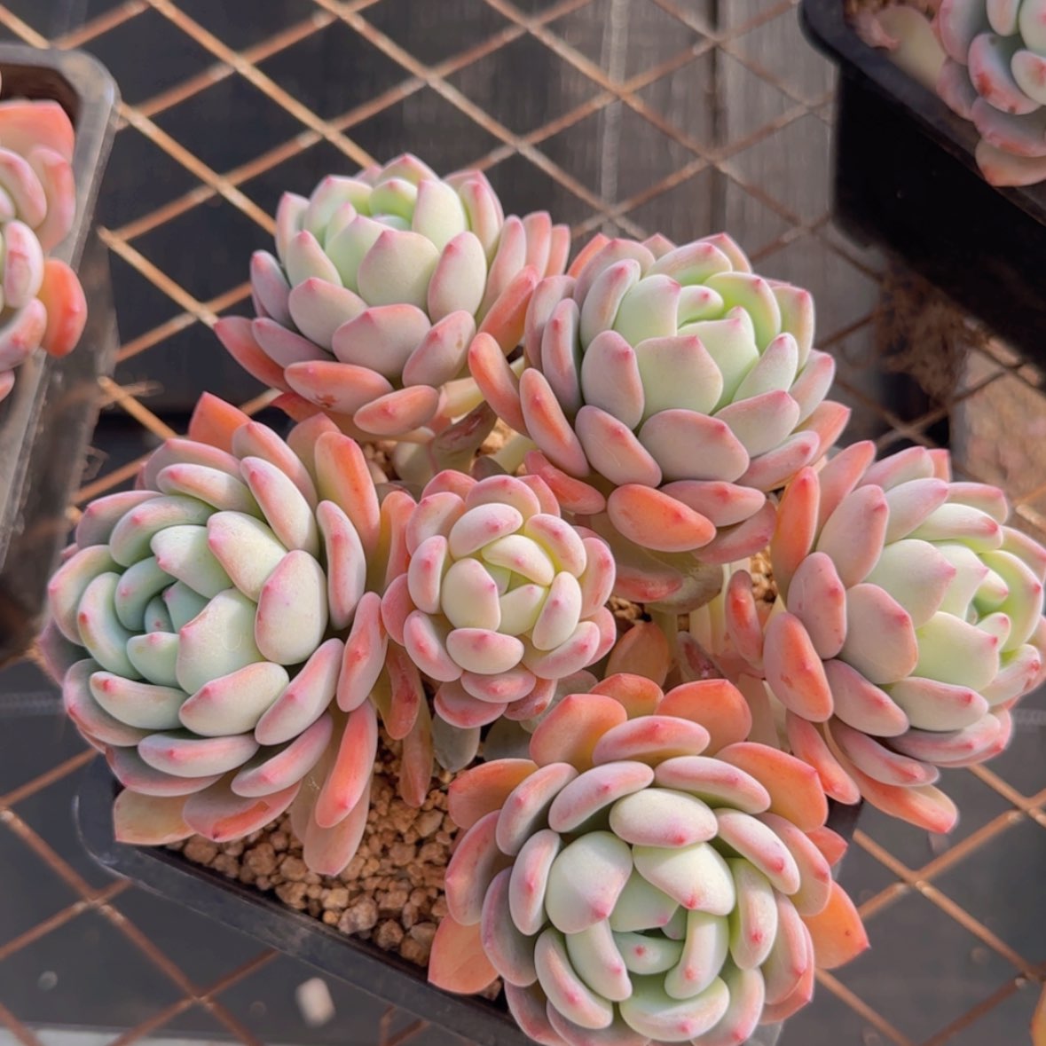 【闪购商品】六头曼曼雪59.9