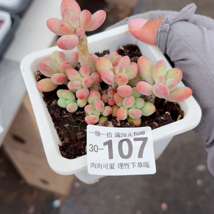 樱花奶多肉无盆土发货多