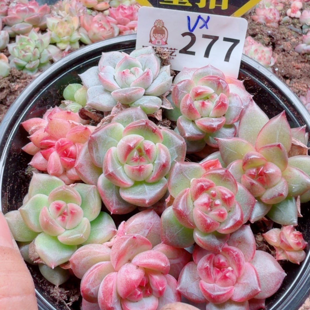 多肉植物多肉植物