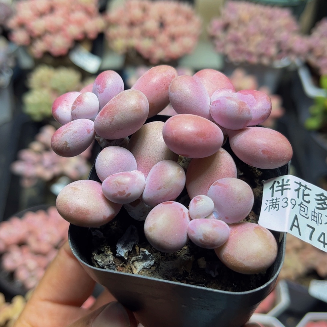 747糖果桃蛋5cm多肉