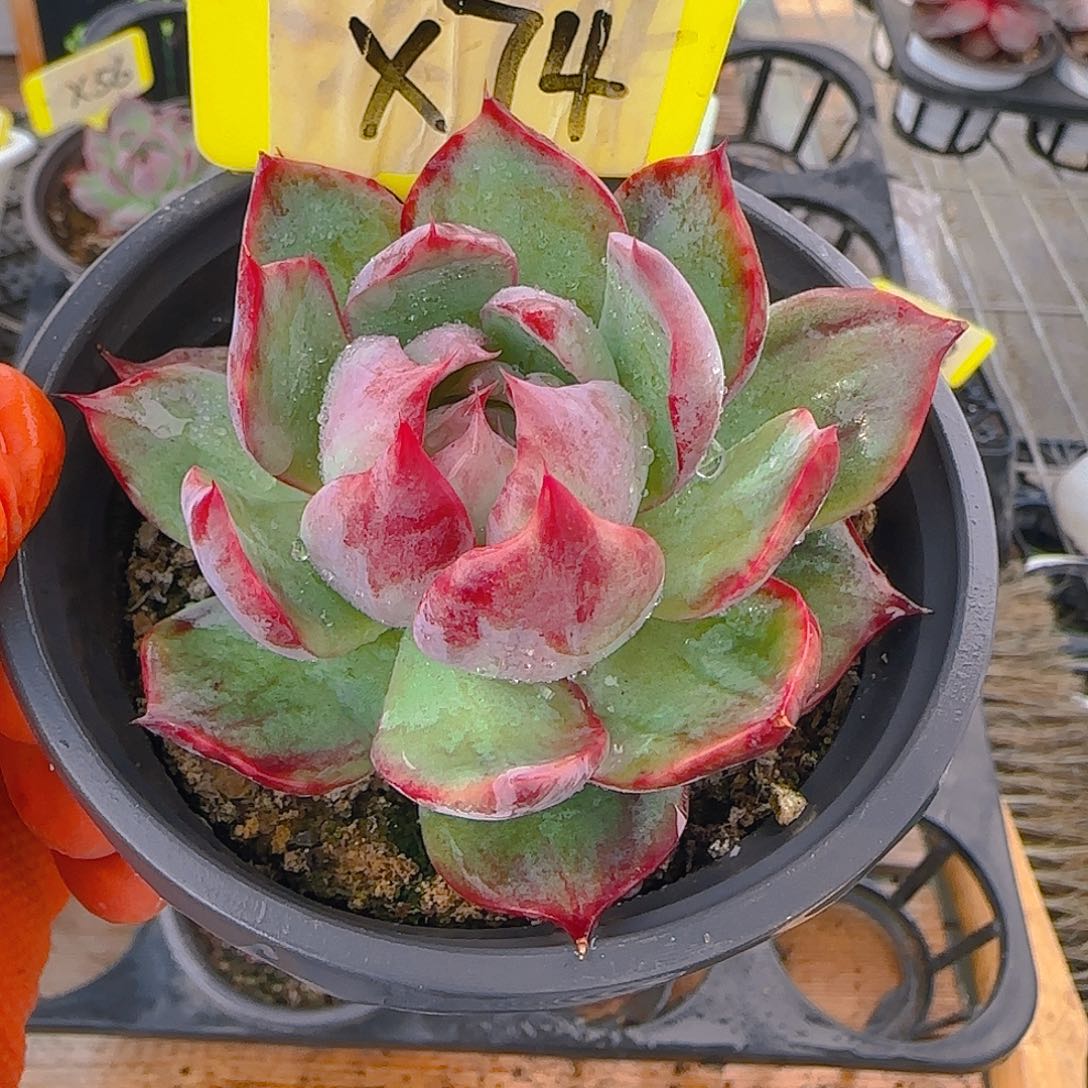 X74 惊鸿多肉植物