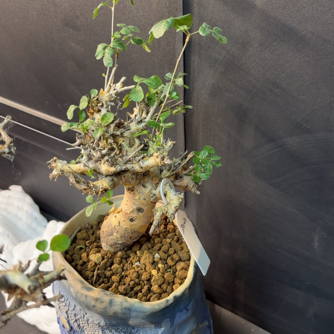 B****e勃然恩斯换黄金