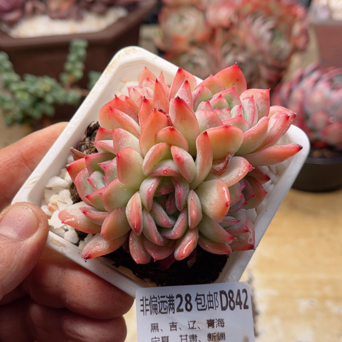 【闪购商品】842莎莎女王