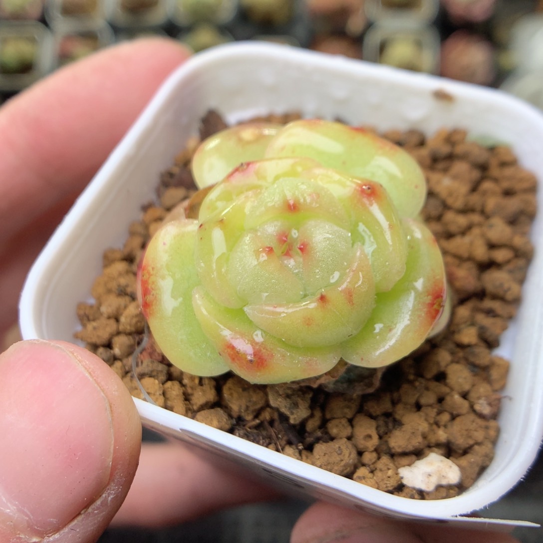 S63y y y y y y y y y