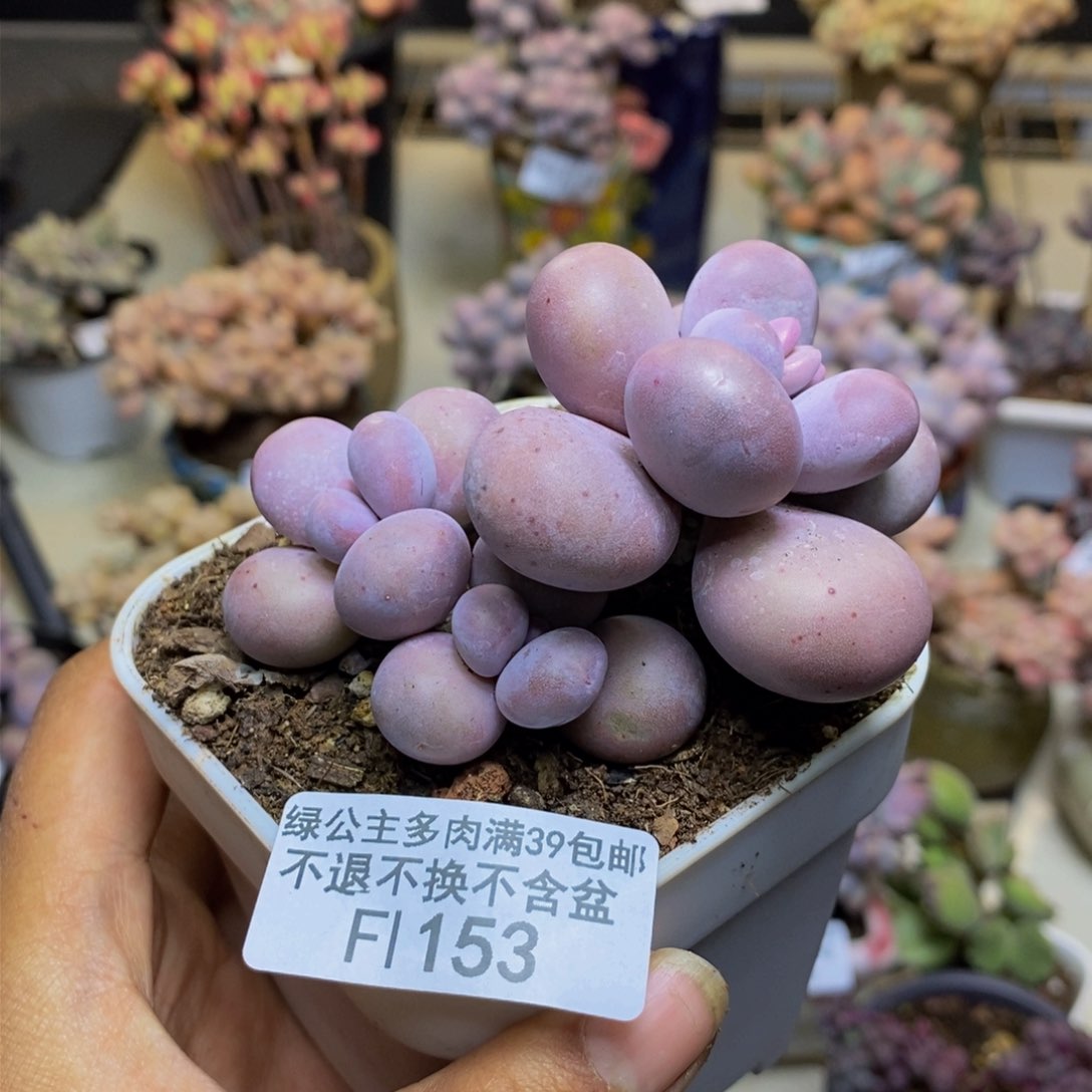 153橙奶多肉肉6c m