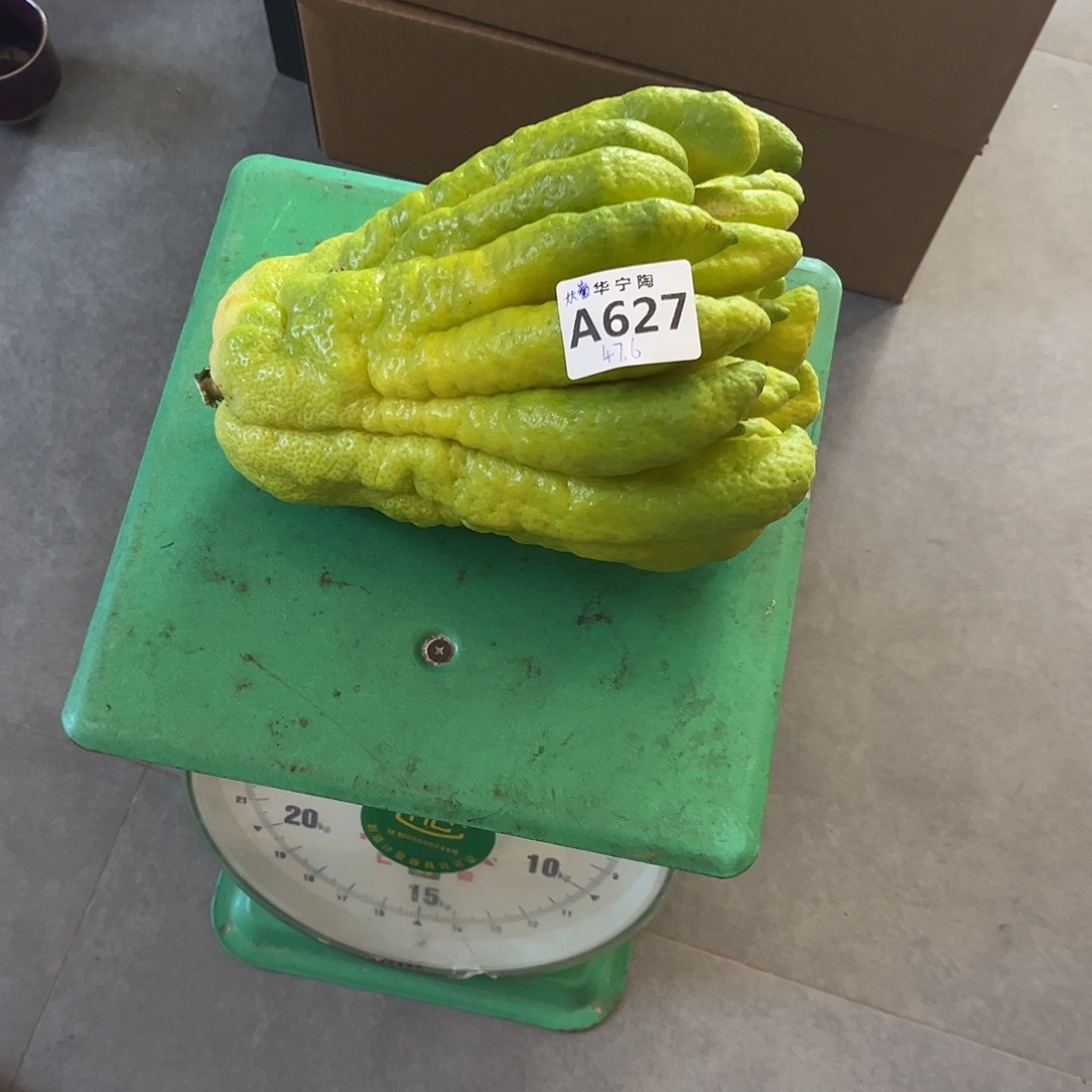 ****z华宁陶华宁陶华宁