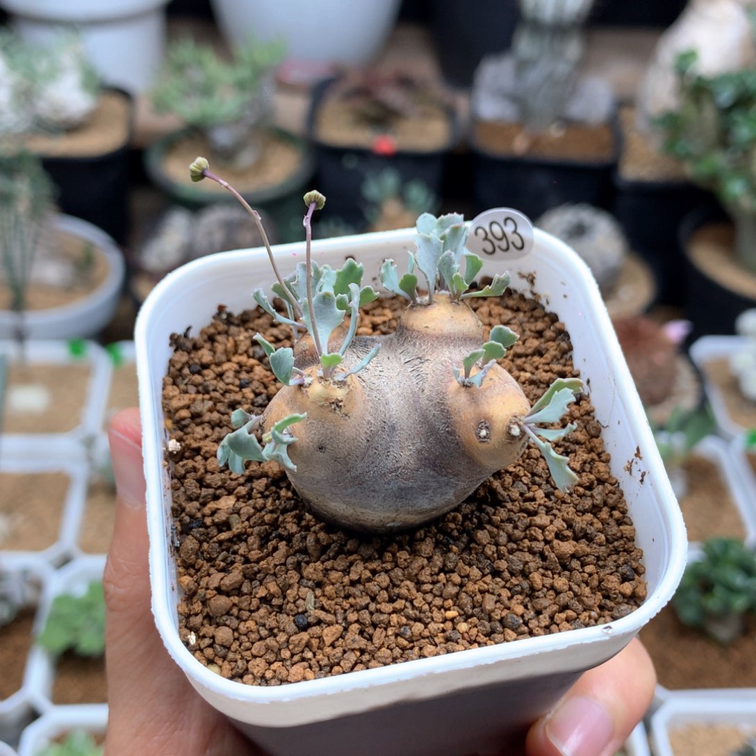 产地格加厚敦菊母本带盆