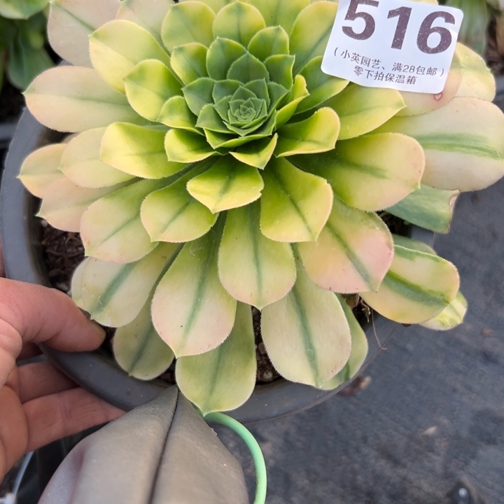 516多肉植物金丝七彩