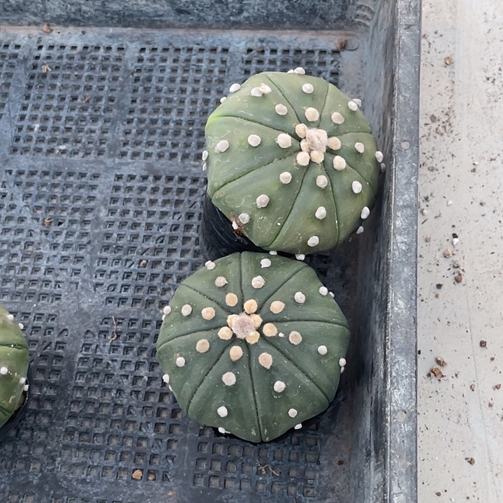 实生海星琉璃兜福利