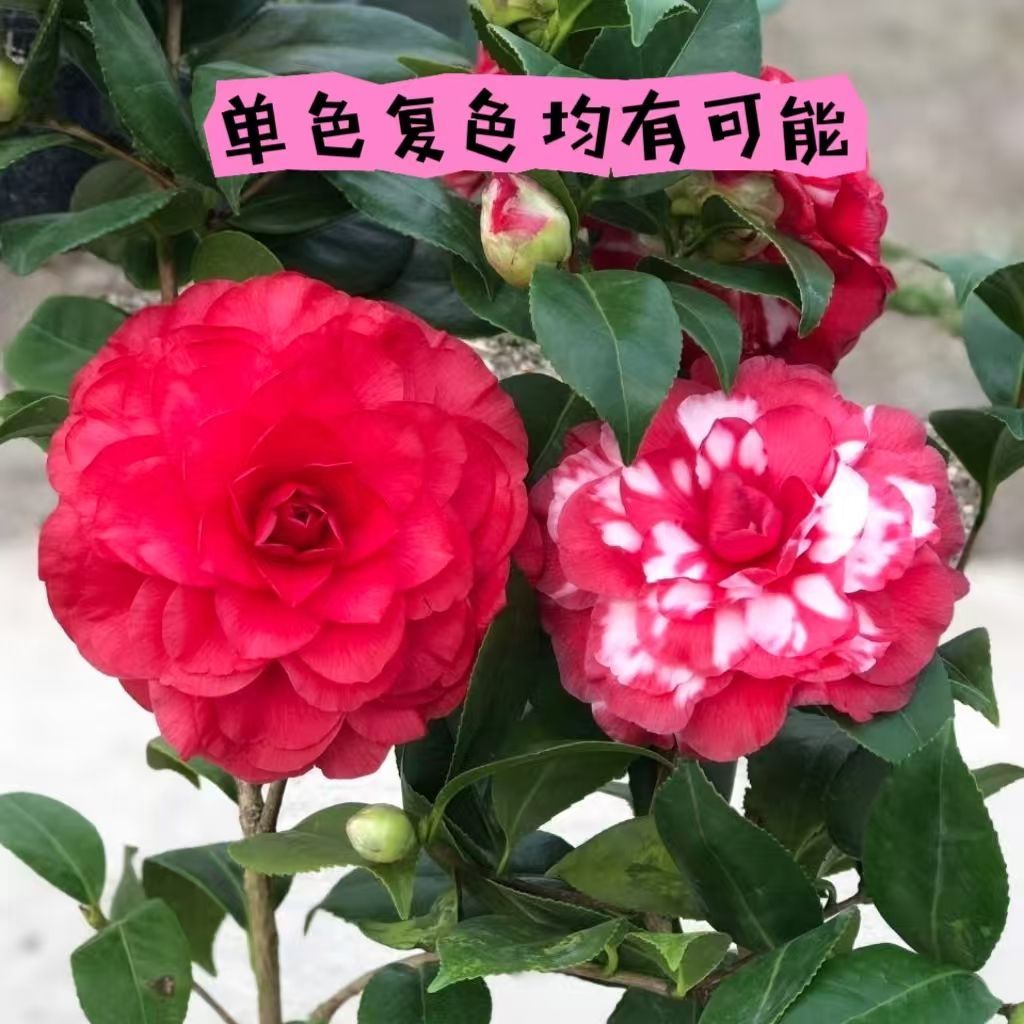 青叶贝拉山茶花盆栽带花苞四季常青耐寒好养花卉