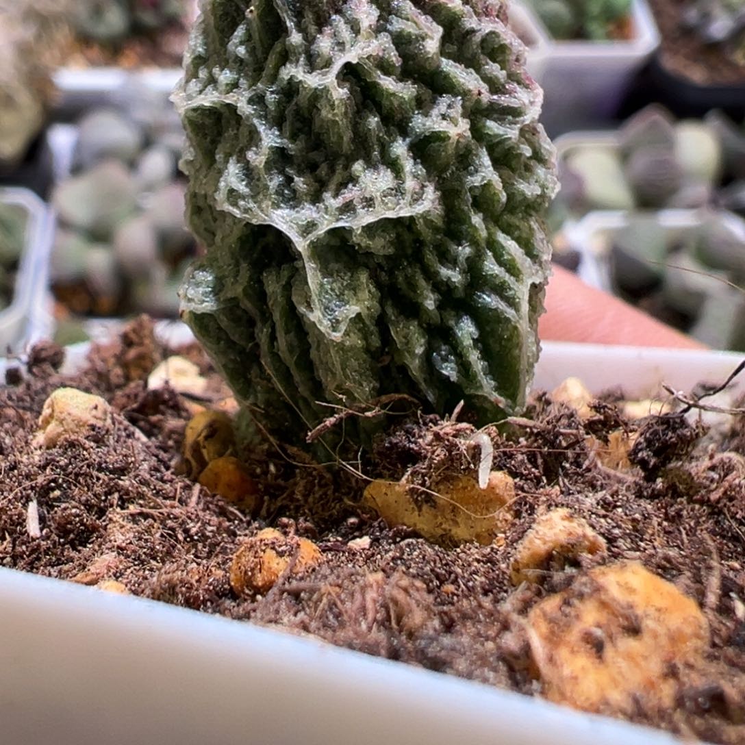 闪电纹新品多肉植物水泡泡
