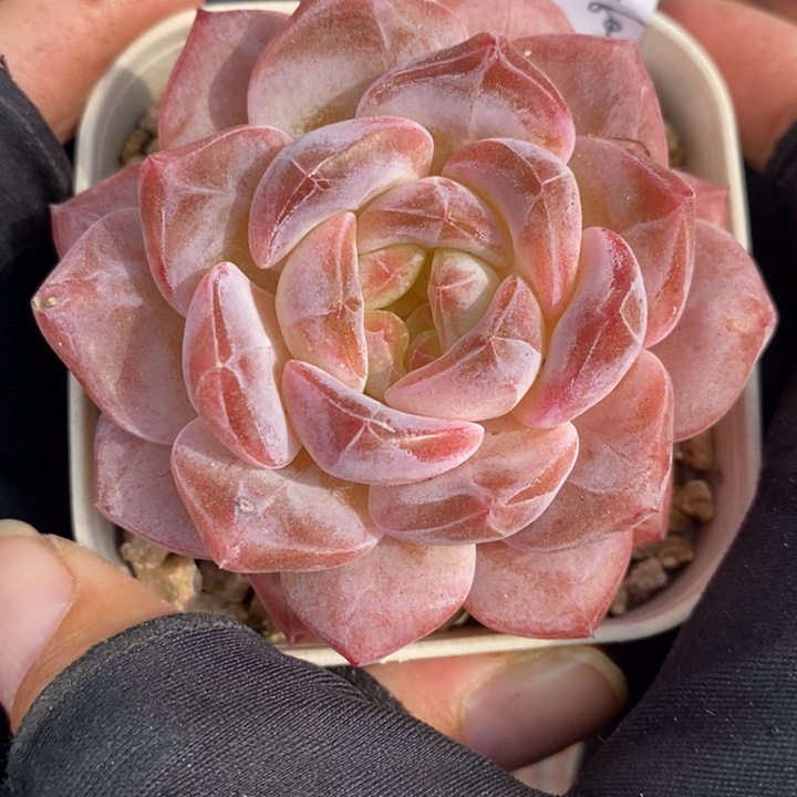 1209-549，粉魄多肉