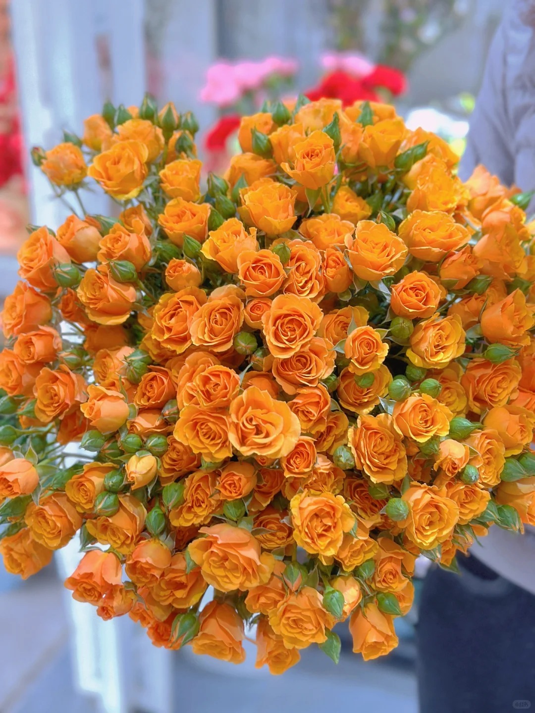 【枫糖】泡泡多头玫瑰花束玫瑰花鲜花基地直发