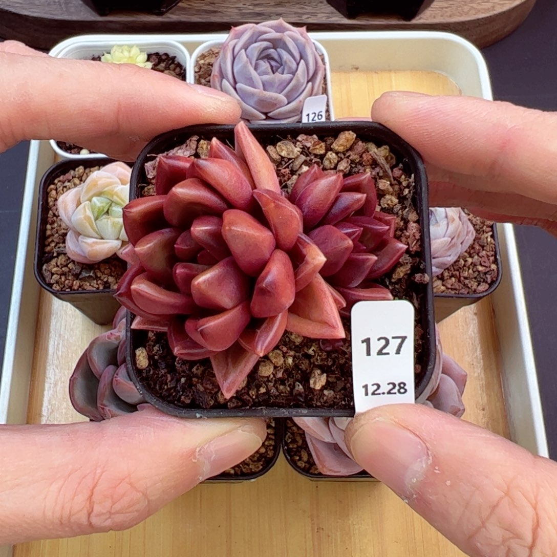 好好看127、哈哈哈哈