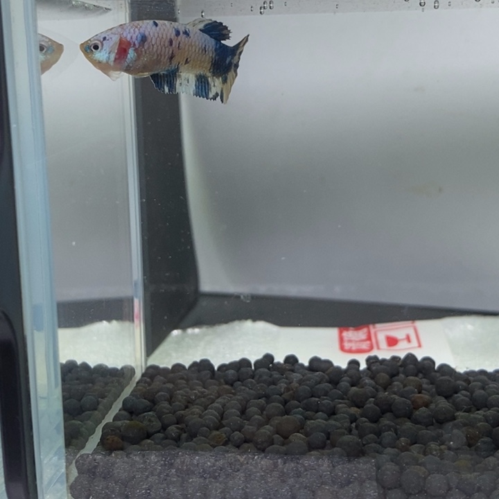 斗鱼泰国斗鱼395号