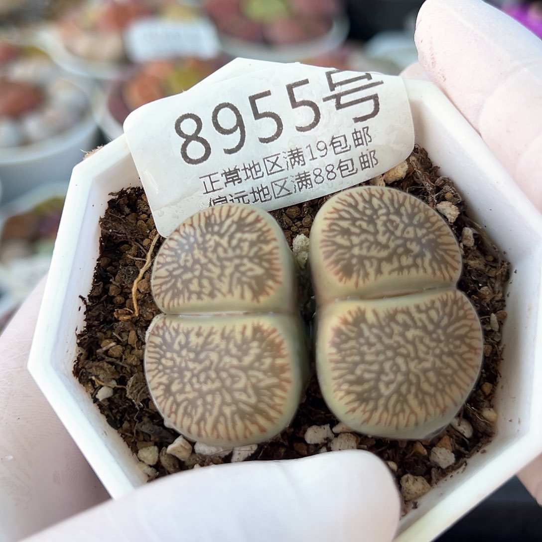 好养易活生石花大母本8955