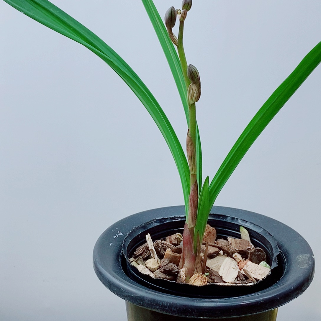 当前无花栽培后可以开花
