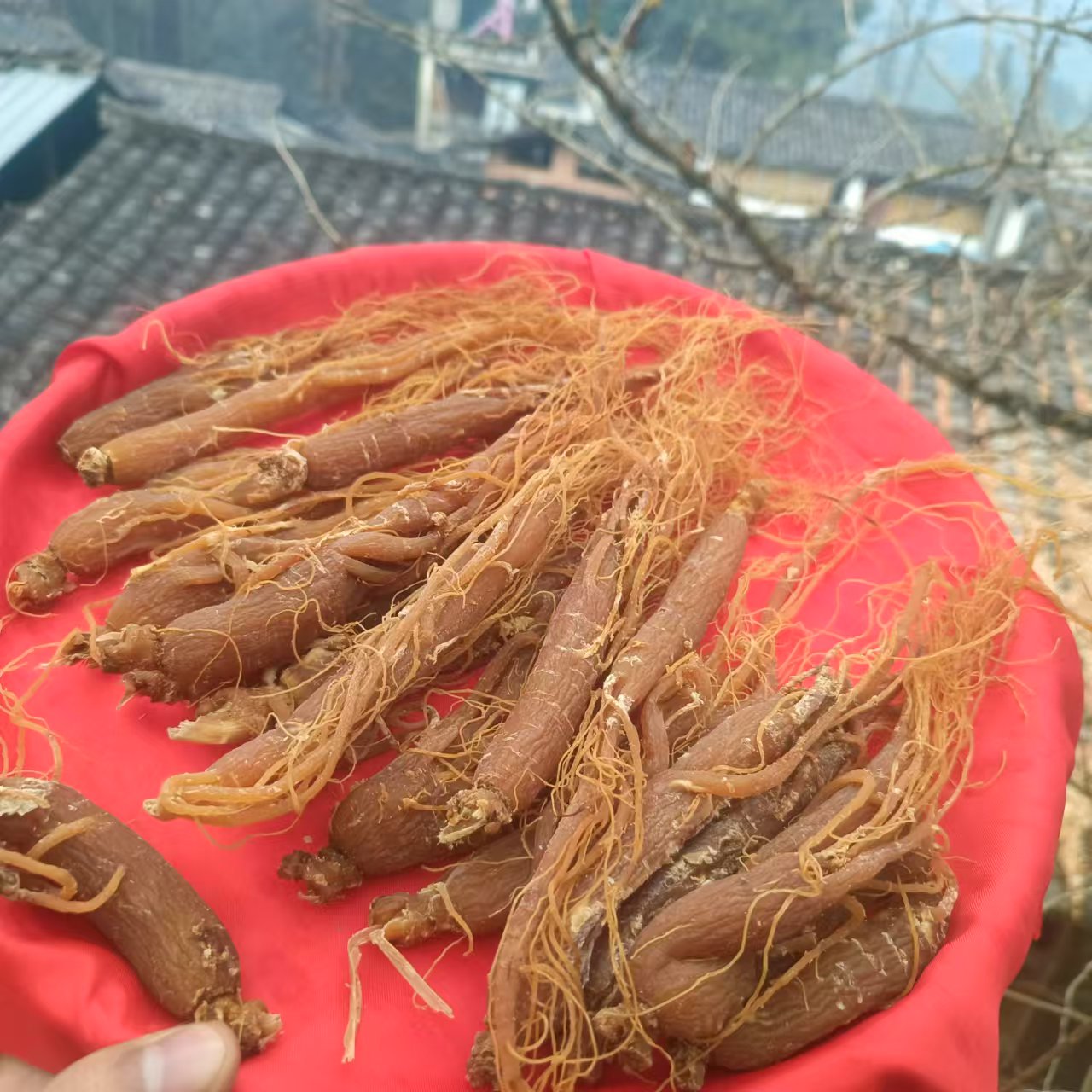 1【百-年-红-参】净含量：100-1000g【小田现收】