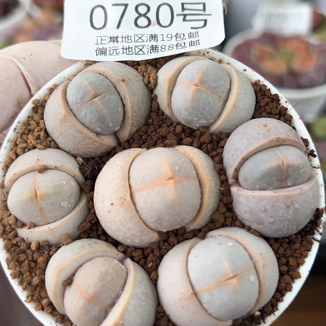 好养易活生石花大母本0780