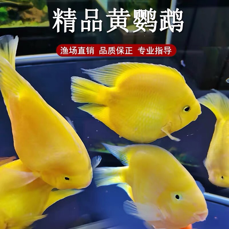黄金鹦鹉鱼黄元宝鹦鹉鱼大型热带淡水观赏鱼适合与银龙鱼搭配好养