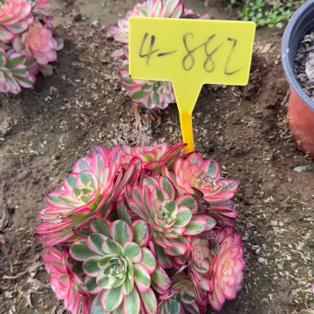 4-882---多头多肉植物荔枝