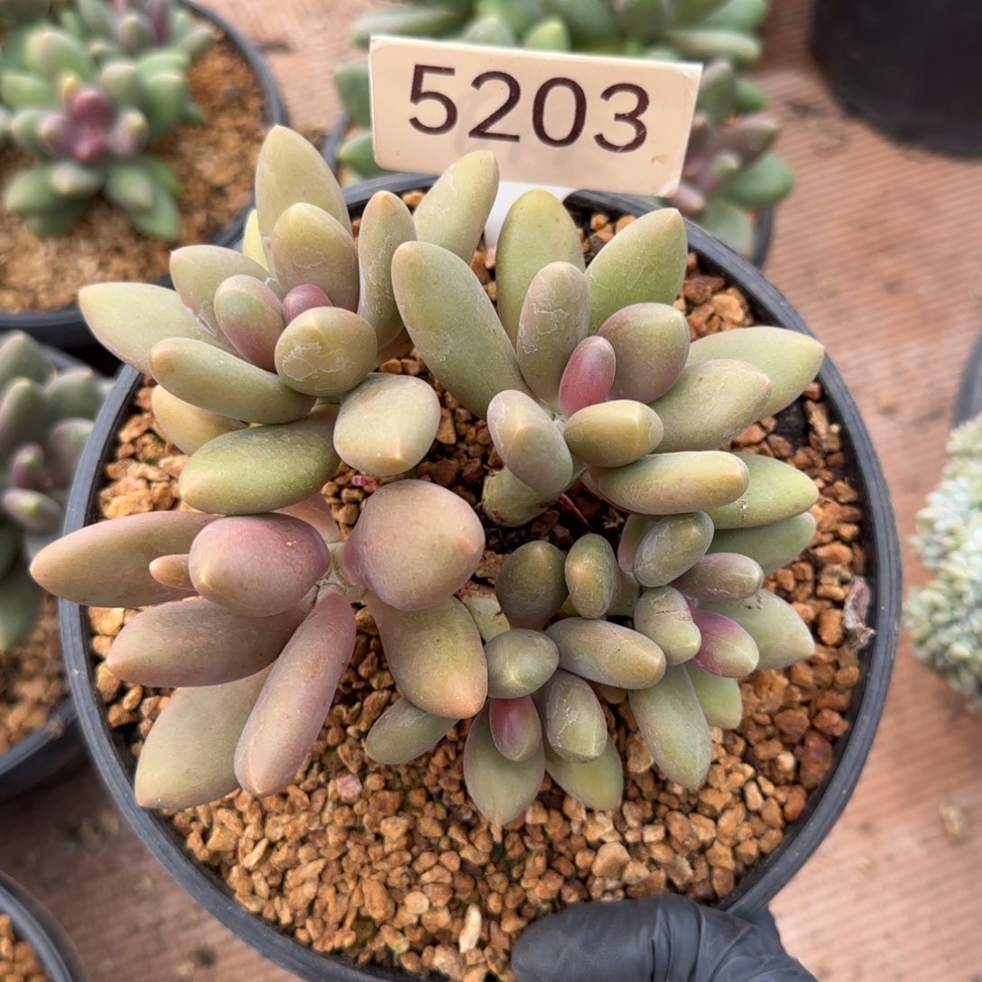 5203。     芒果奶肉