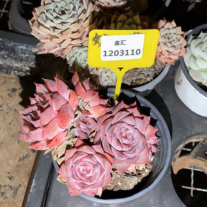 福利多多。1203110