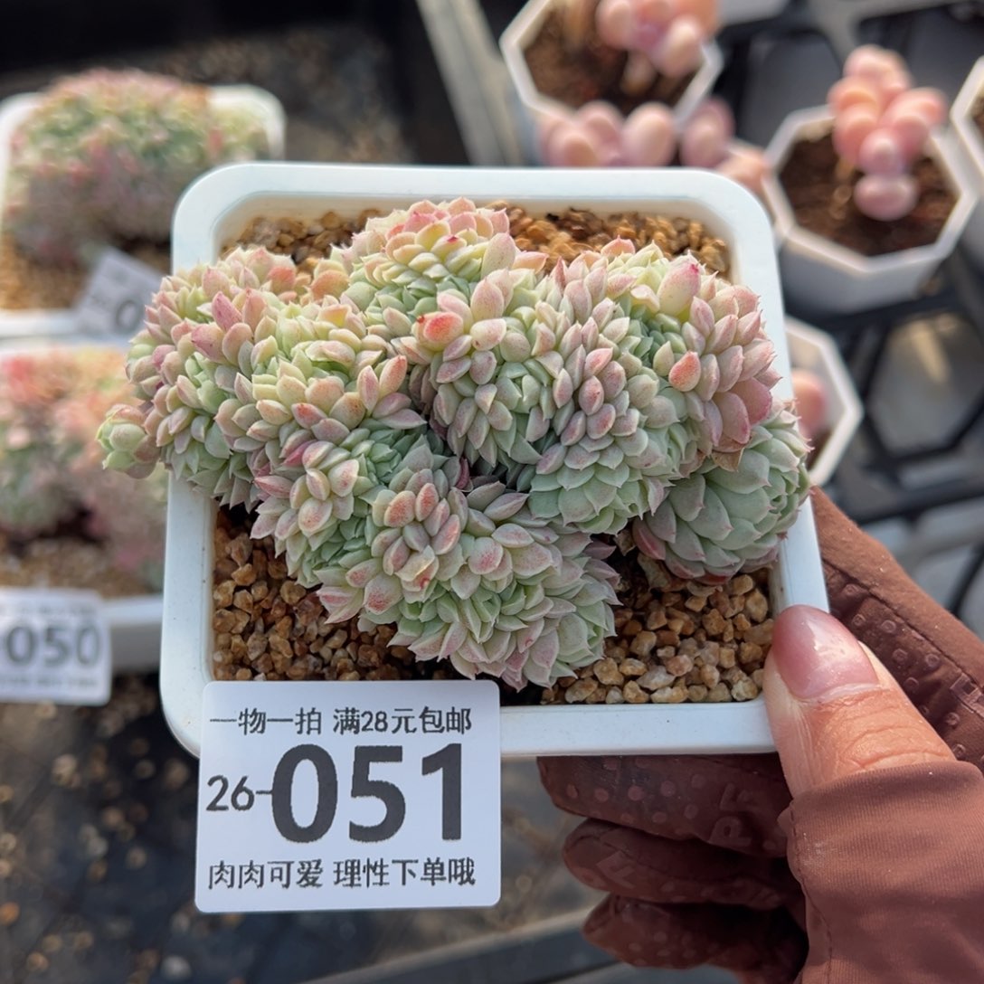 羊脂球缀化多肉单头多肉