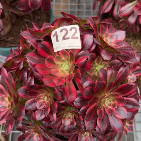 122安娜22厘米有断枝