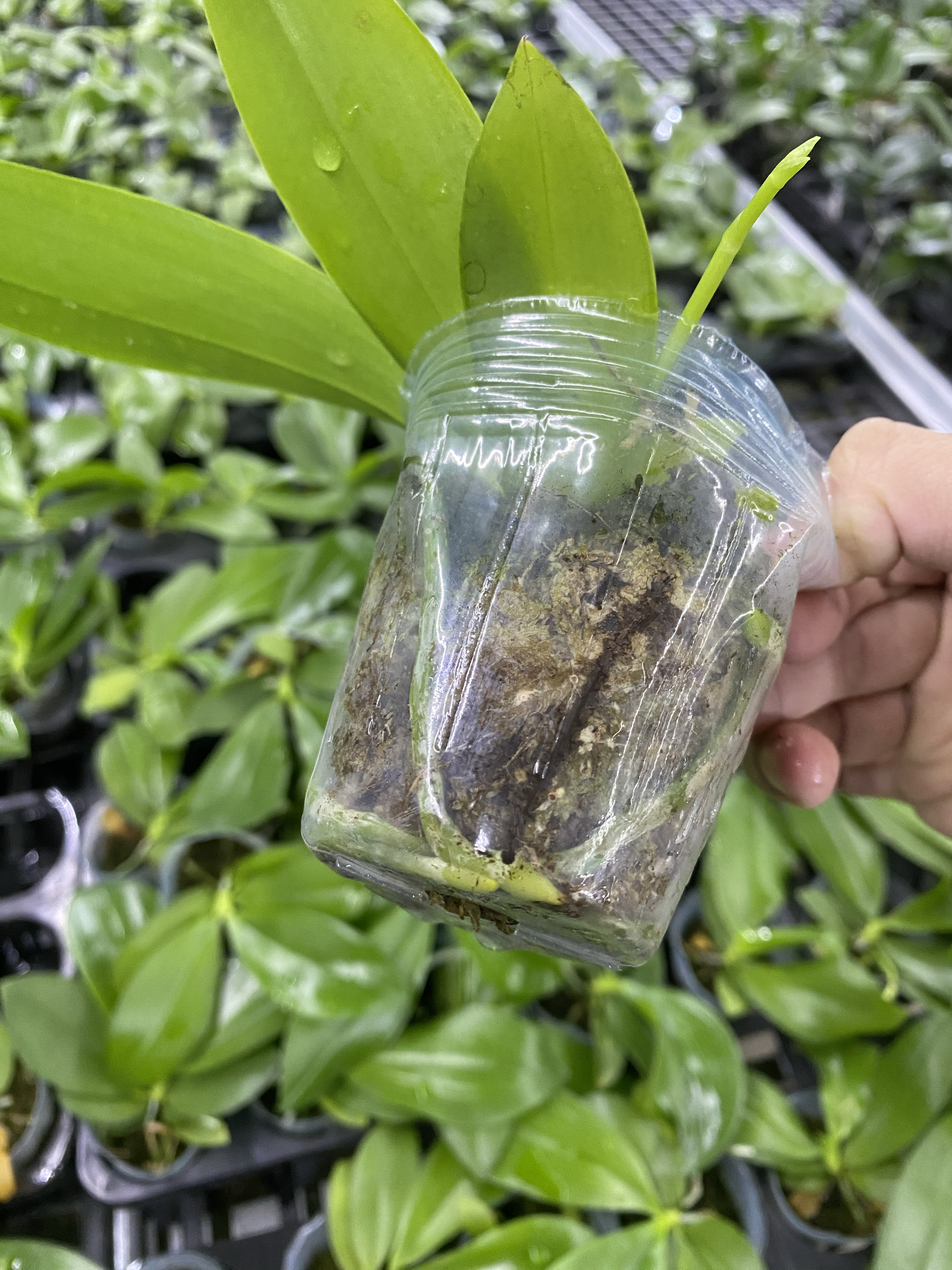 特价实生原生种蝴蝶兰盲盒系列苗情如图基地实拍【6颗一组】