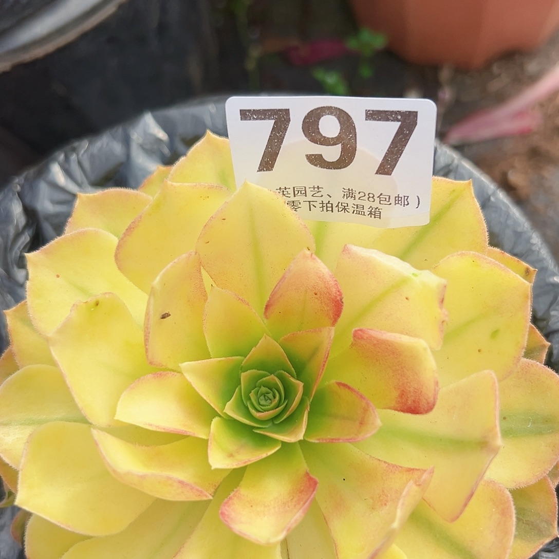 海王七彩797多肉植物多肉植物
