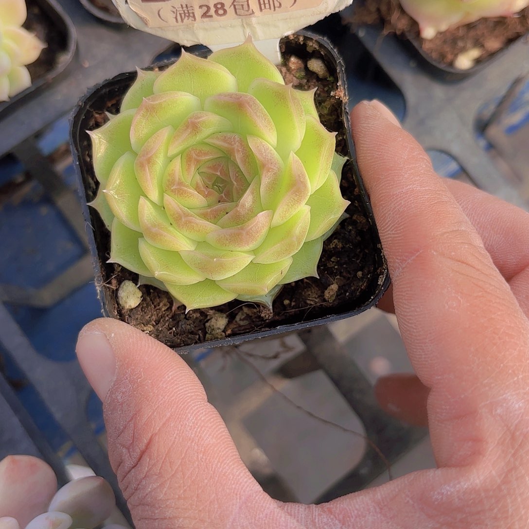 D373麦秆一物一拍