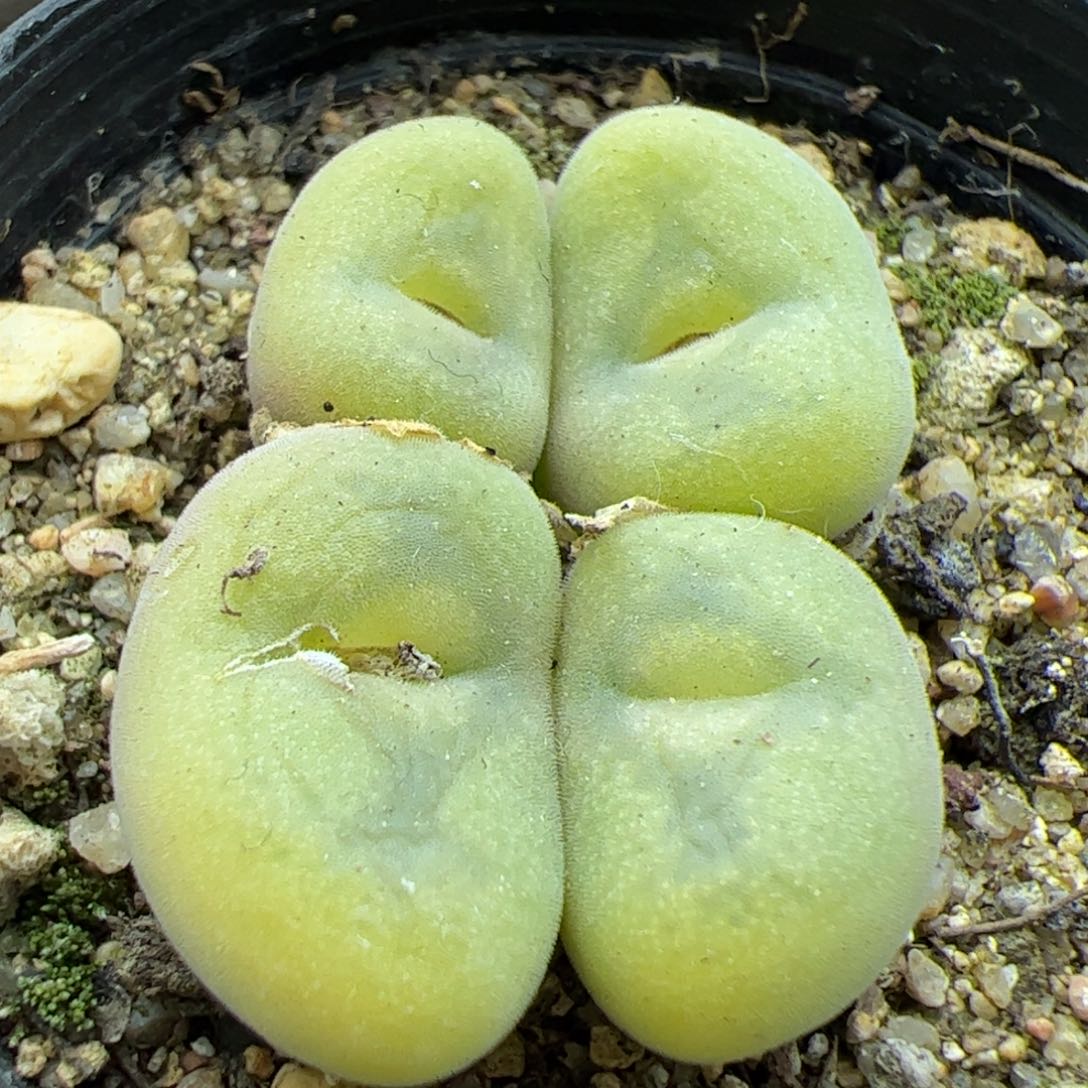 好看的小肉肉22086