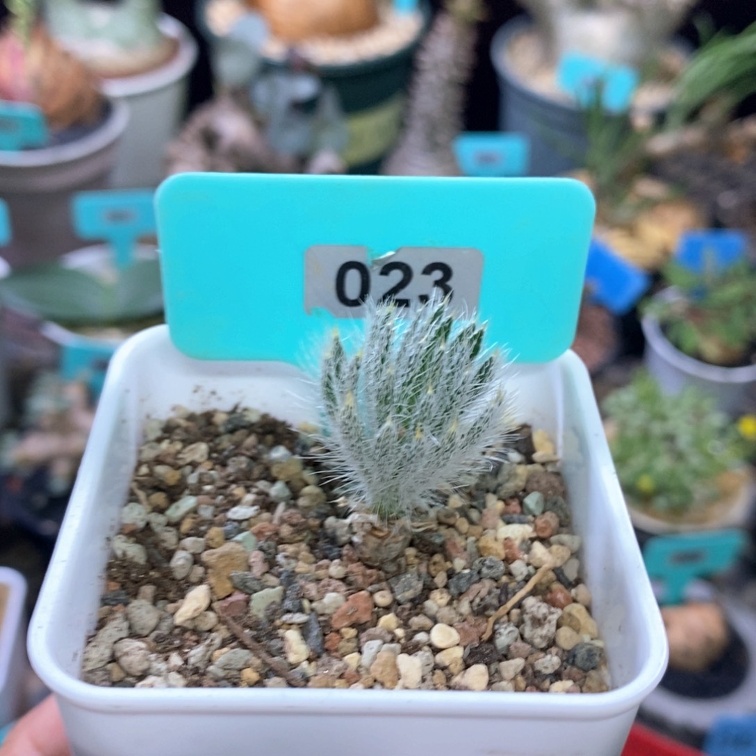 沃特山大型金刚钻