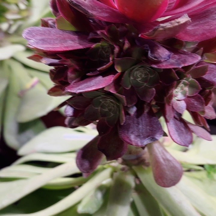 多肉植物福利克拉恋人2139