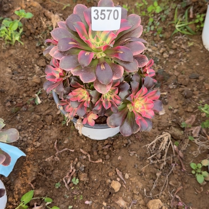 3570 瑕疵有断枝清棚处理不包断枝