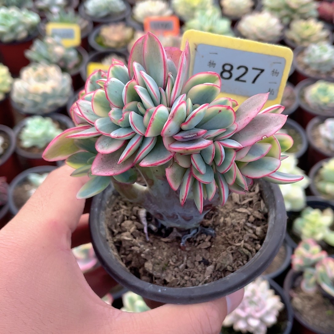 *****827号多肉植物的光合作用