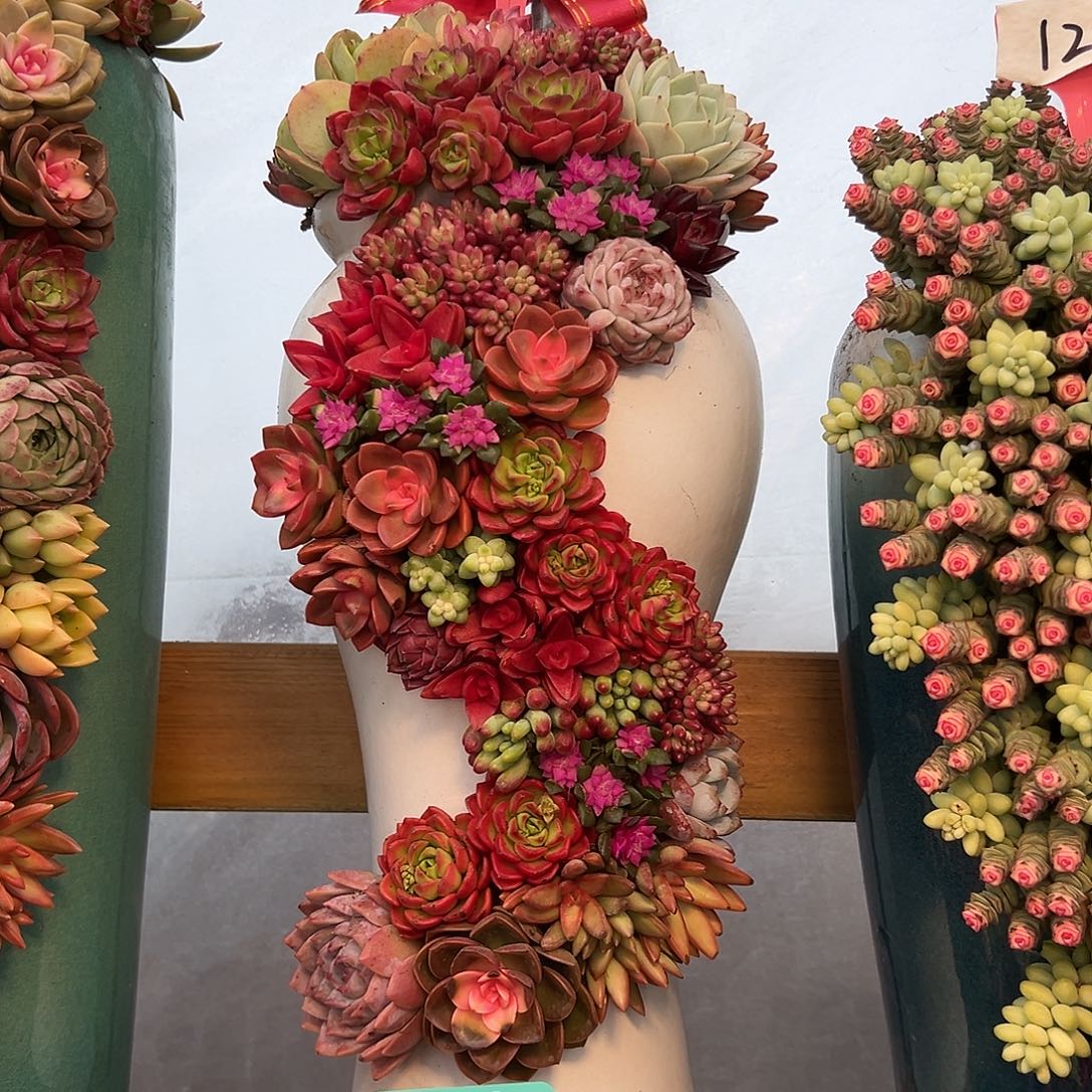 111龙凤花园多肉组合